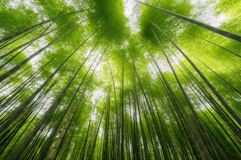 夏日清新竹林苍翠直立的绿色竹子,高清,摄影图,摄影图片,图片大全,摄影图免费下载